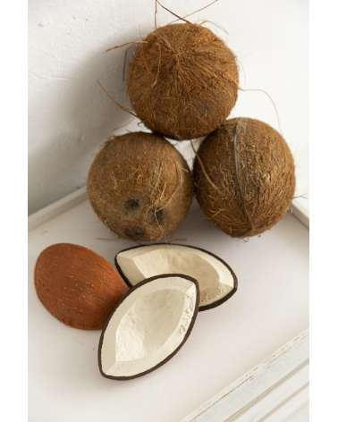 Mordedor Coco the Coconut